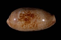 藏品(清齒寶螺)的圖片